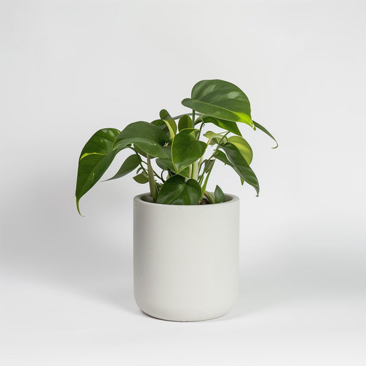 Example product